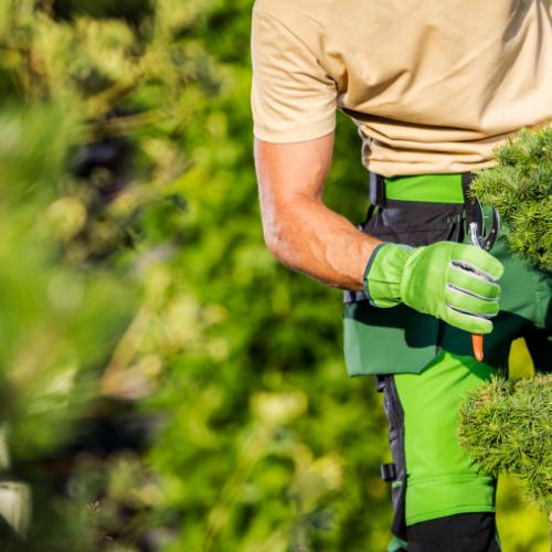 gruenpflege in Deutschland - Bild 1